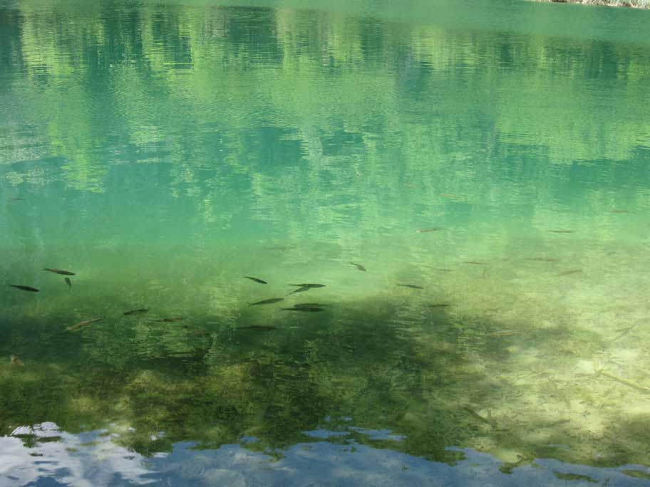 プリトヴィツェ湖群国立公園,生息している魚