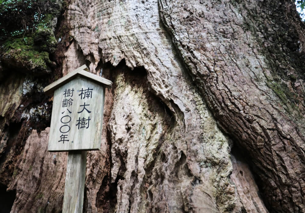 熊野古道の楠の木