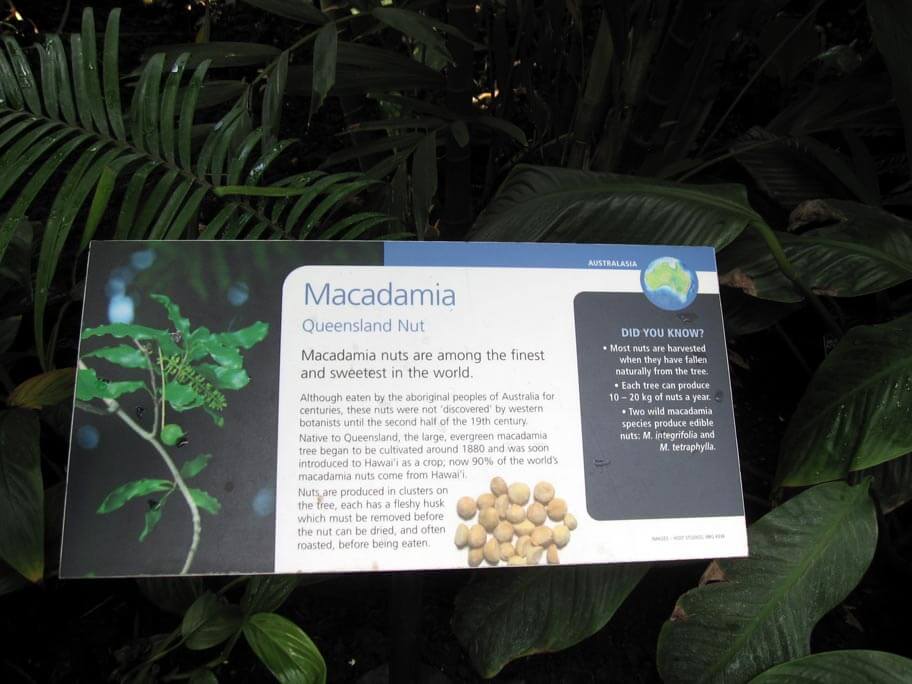 マカダミアの植物