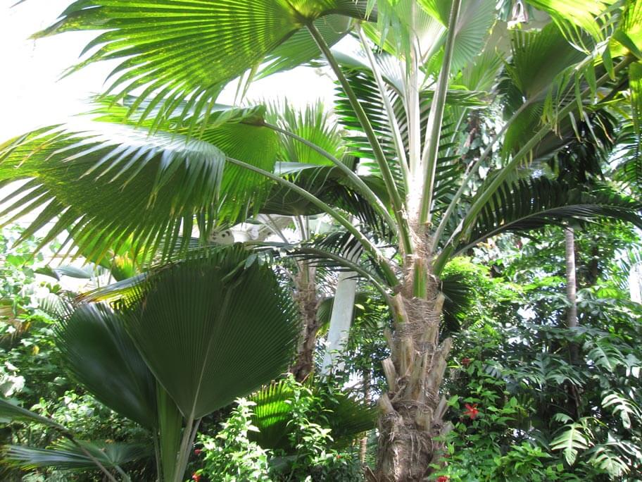 ココナッツの植物