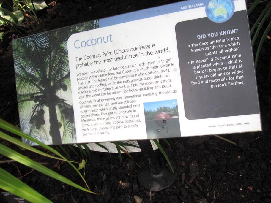 ココナッツの植物